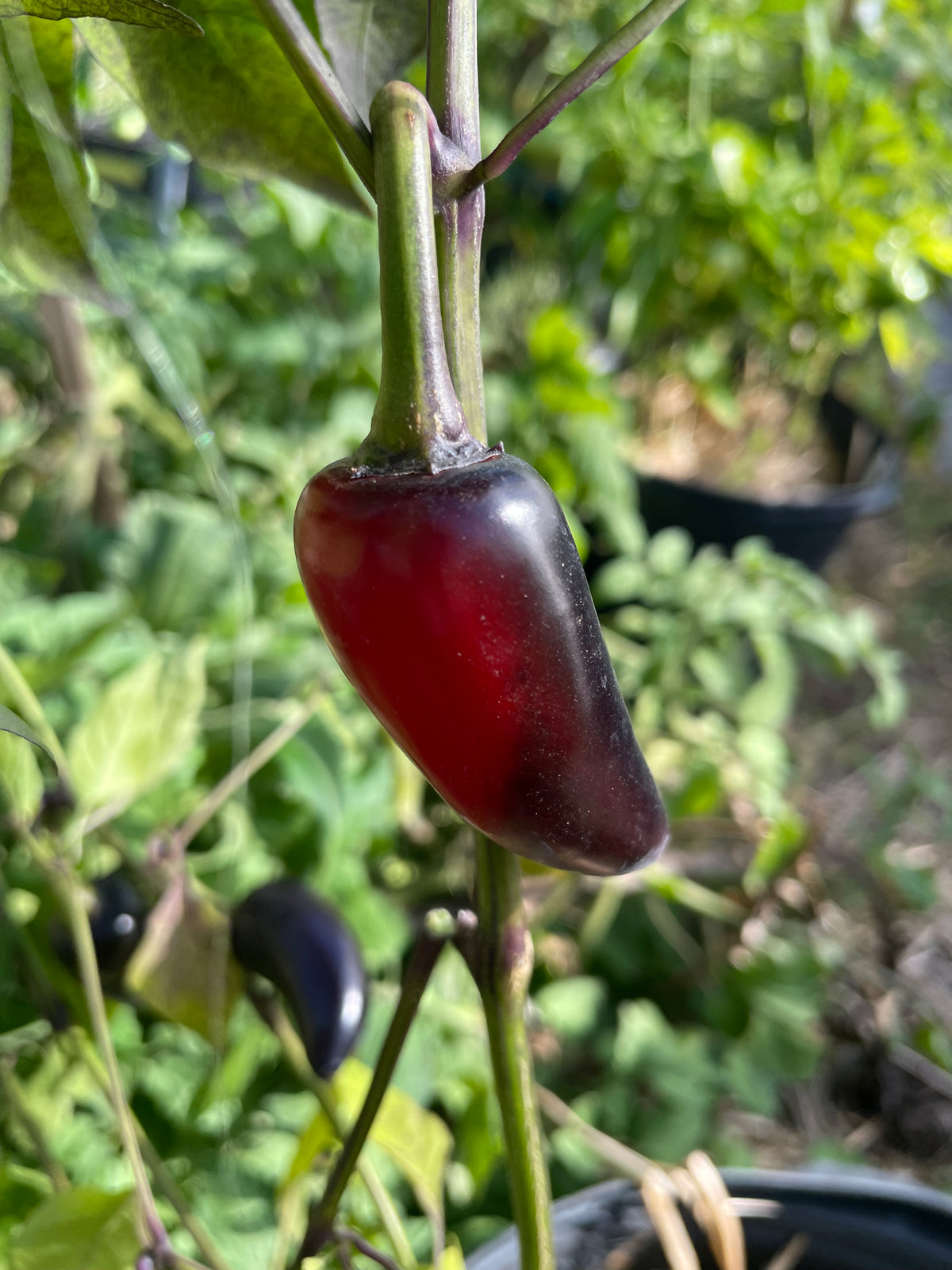Semillas de pimiento Czech Black