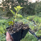 Easy Pickings Gooseberry