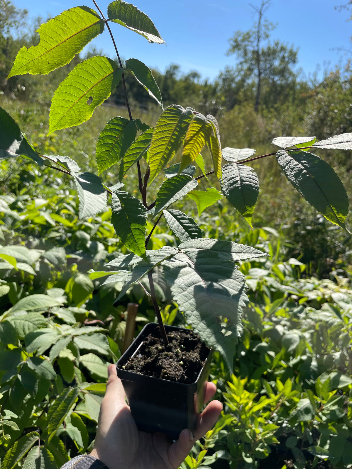 Nogal blanco de Manitoba