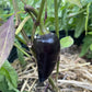 Semillas de pimiento Czech Black