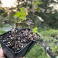 Hinnomaki Yellow Gooseberry