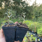 Pollmix Male Sea Buckthorn