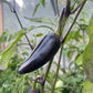 Semillas de pimiento Czech Black
