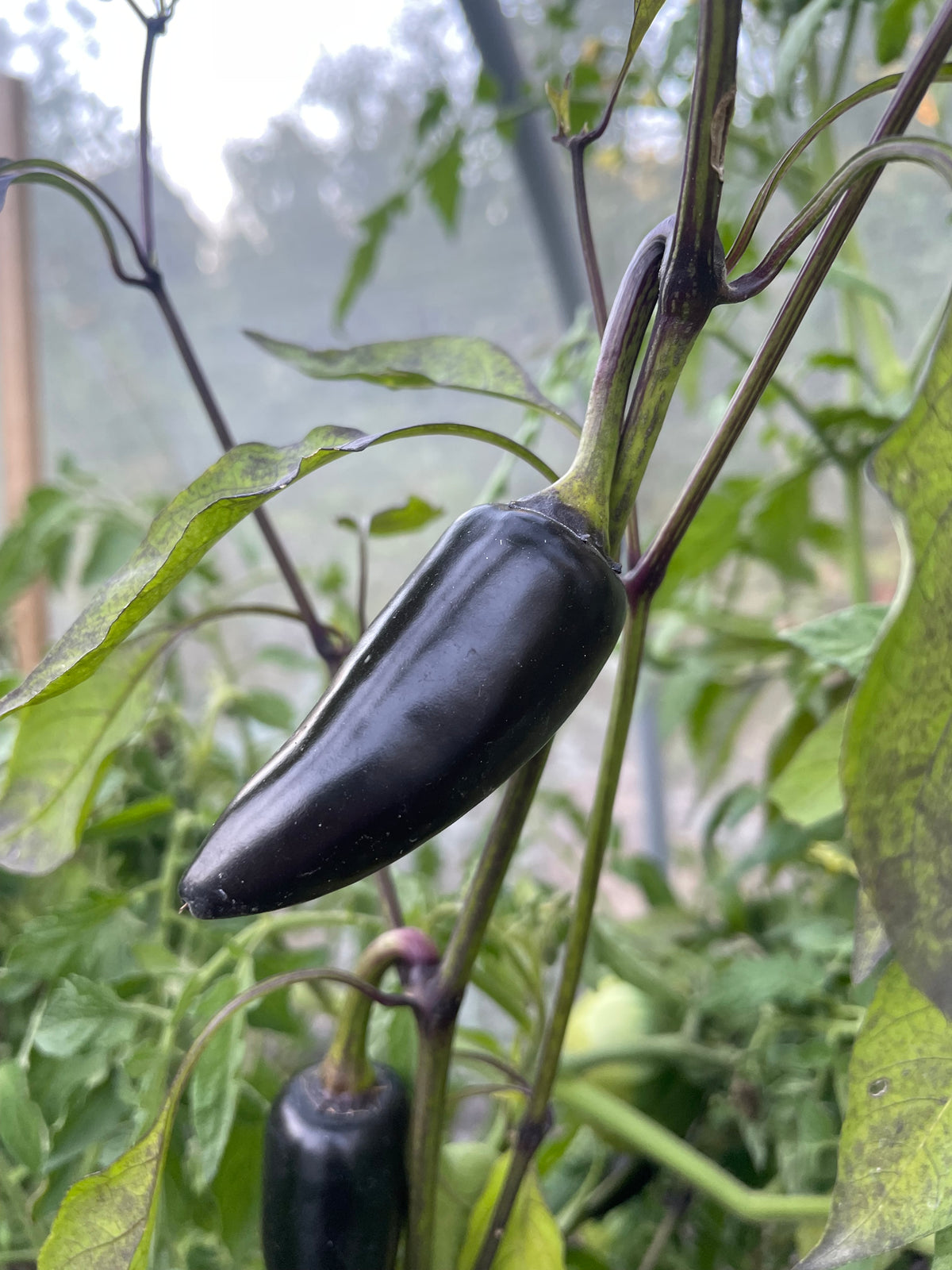 Semillas de pimiento Czech Black