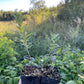 Pollmix Male Sea Buckthorn