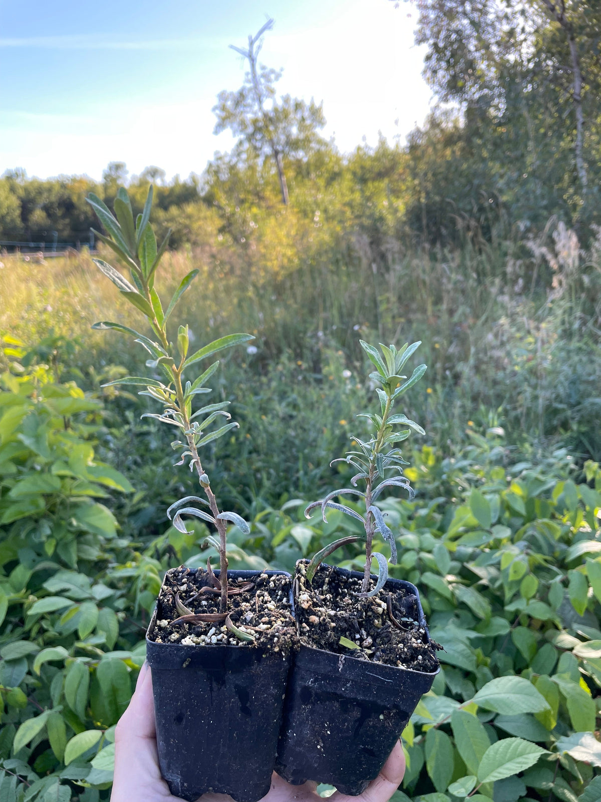 Pollmix Male Sea Buckthorn