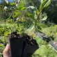 Curly Willow (Salix sp.)