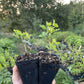 Oregon Champion Gooseberry