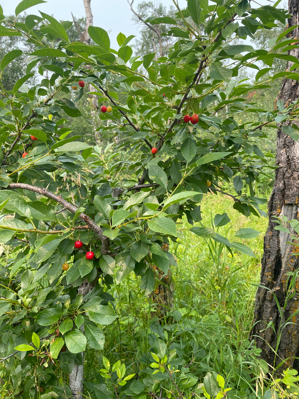 Evans Cherry Seeds