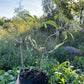 Red Elderberry (Sambucus racemosa)