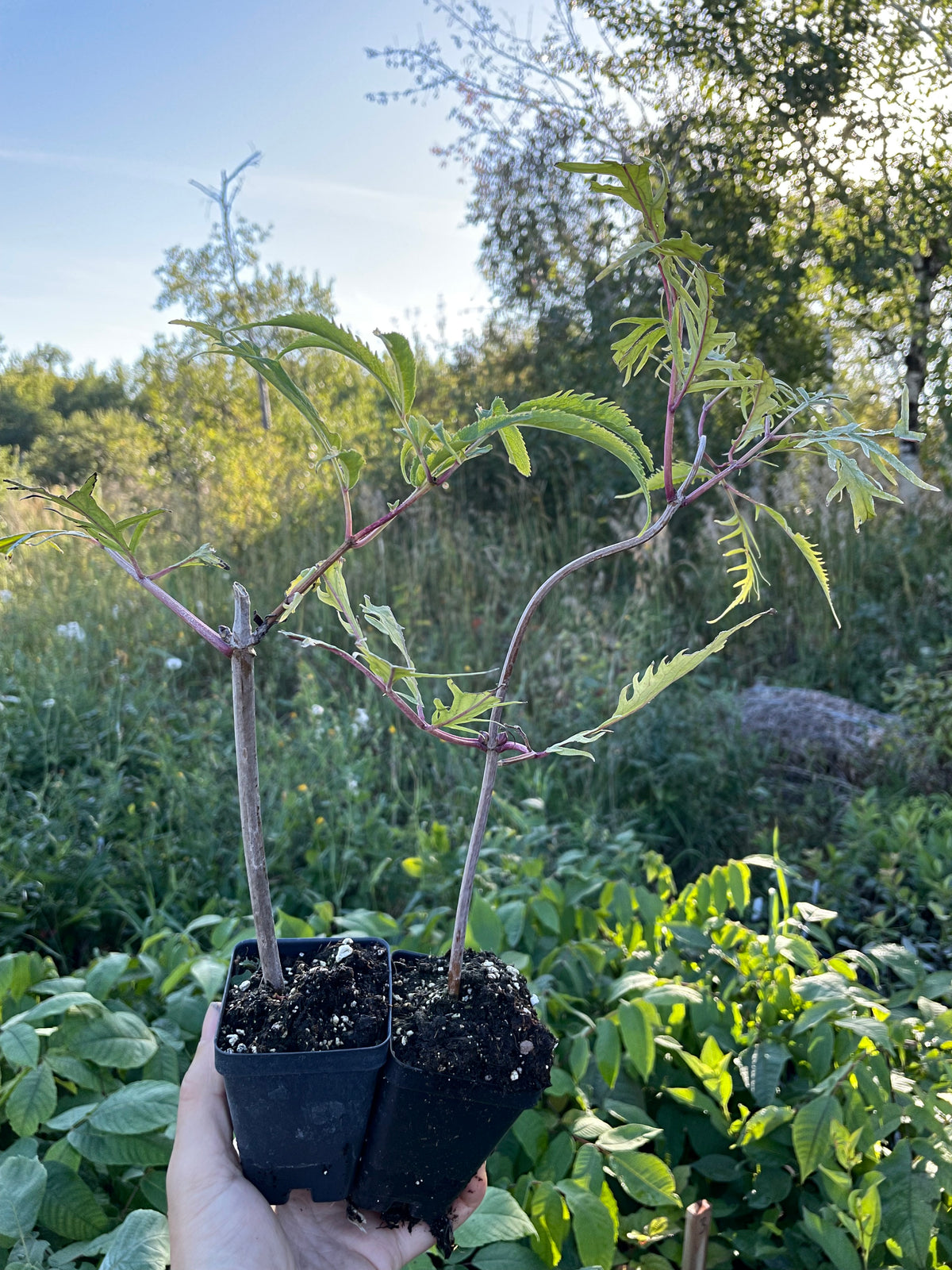 Red Elderberry (Sambucus racemosa)