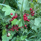 Red Currant