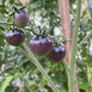 Blueberry Tomato Seeds