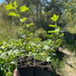 Black Velvet Gooseberry