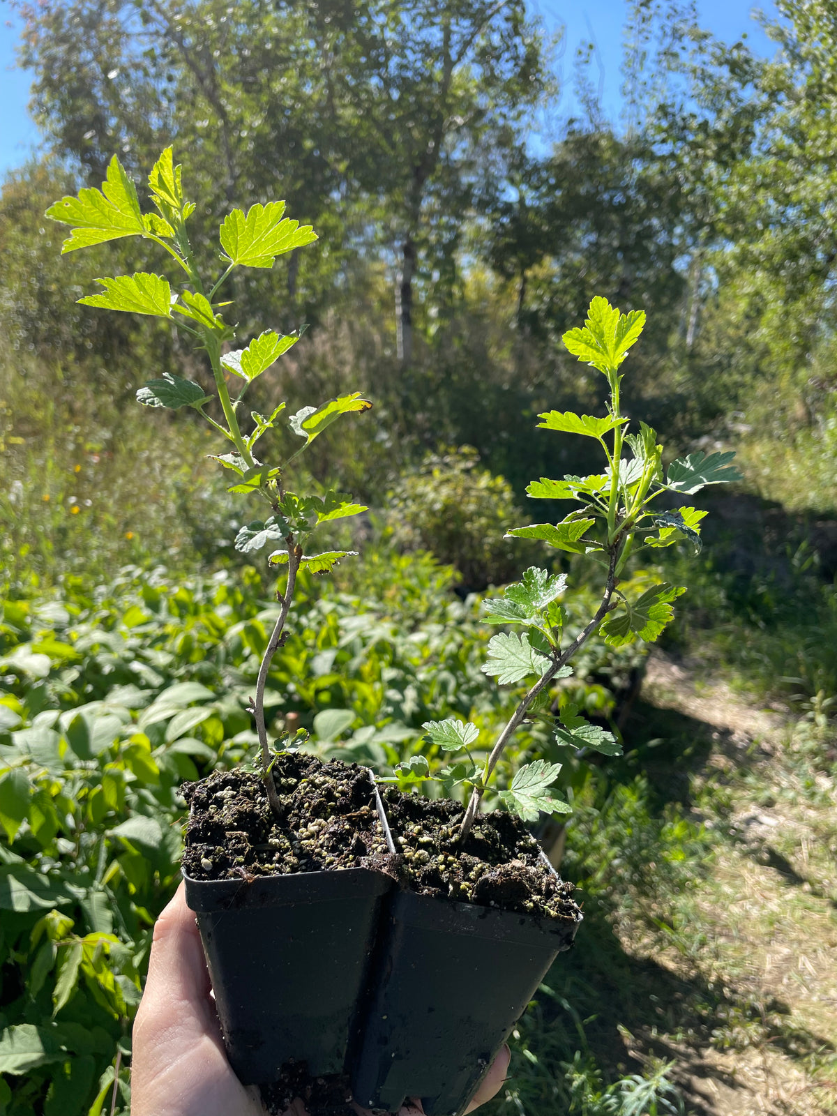 Black Velvet Gooseberry