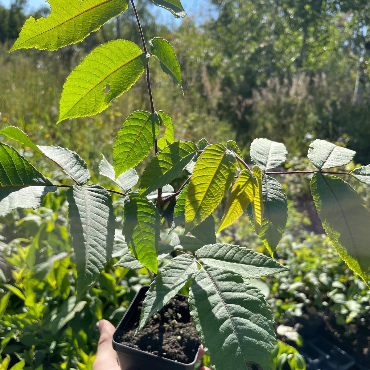 Nogal blanco de Manitoba