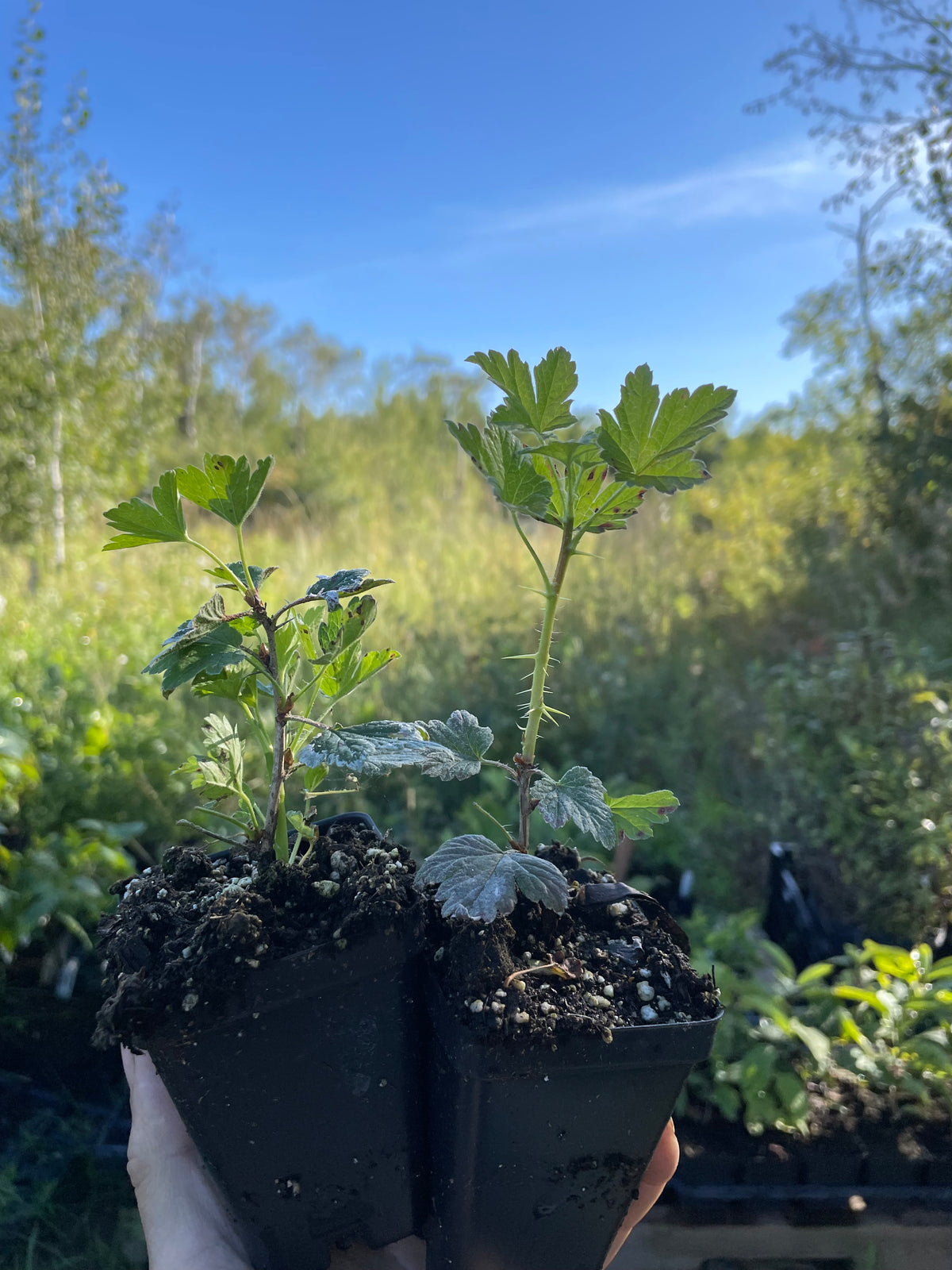 Pixwell Gooseberry