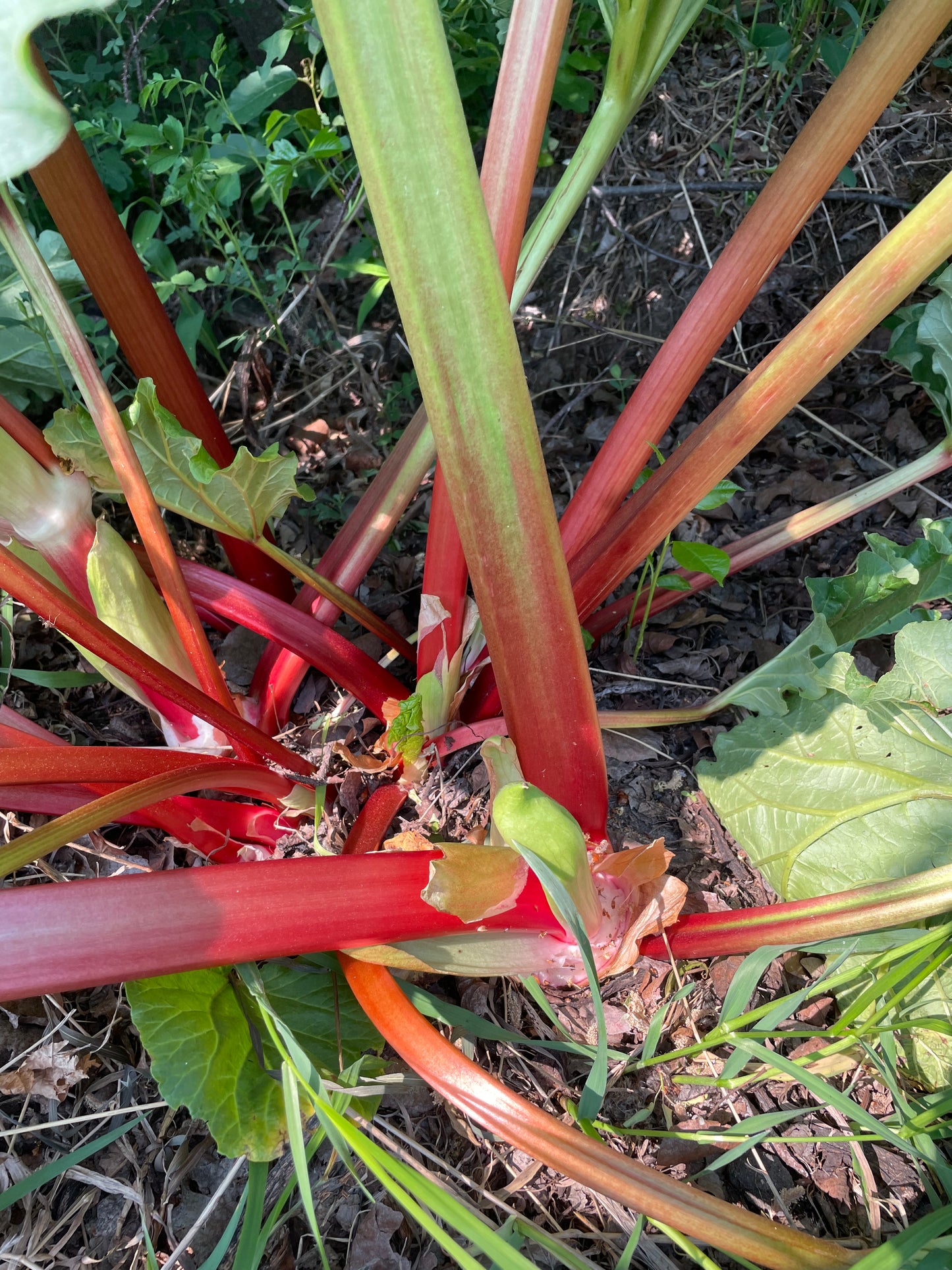 Semillas de ruibarbo de jardín