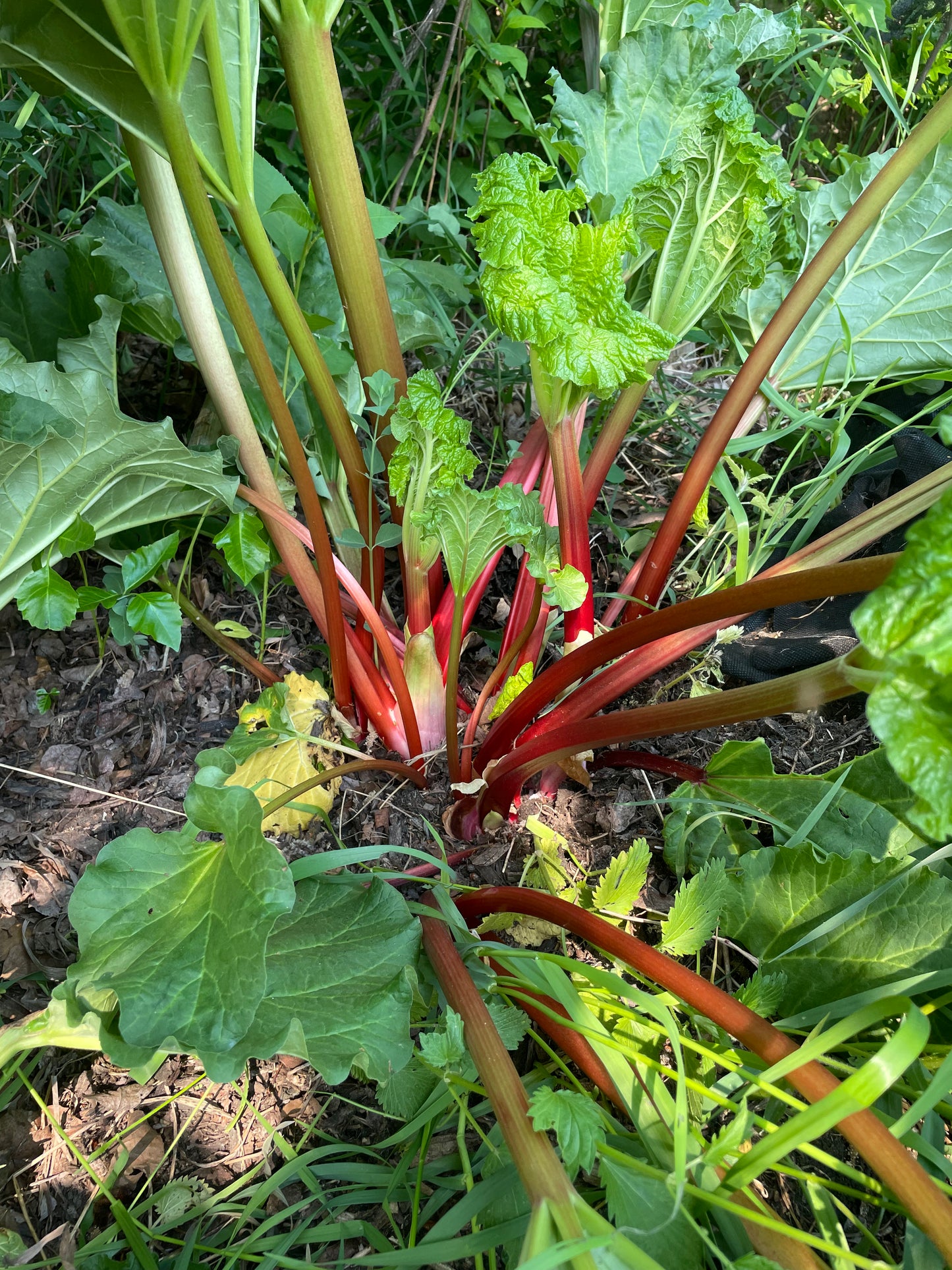 Semillas de ruibarbo de jardín