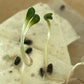 Jerusalem Artichoke Seeds