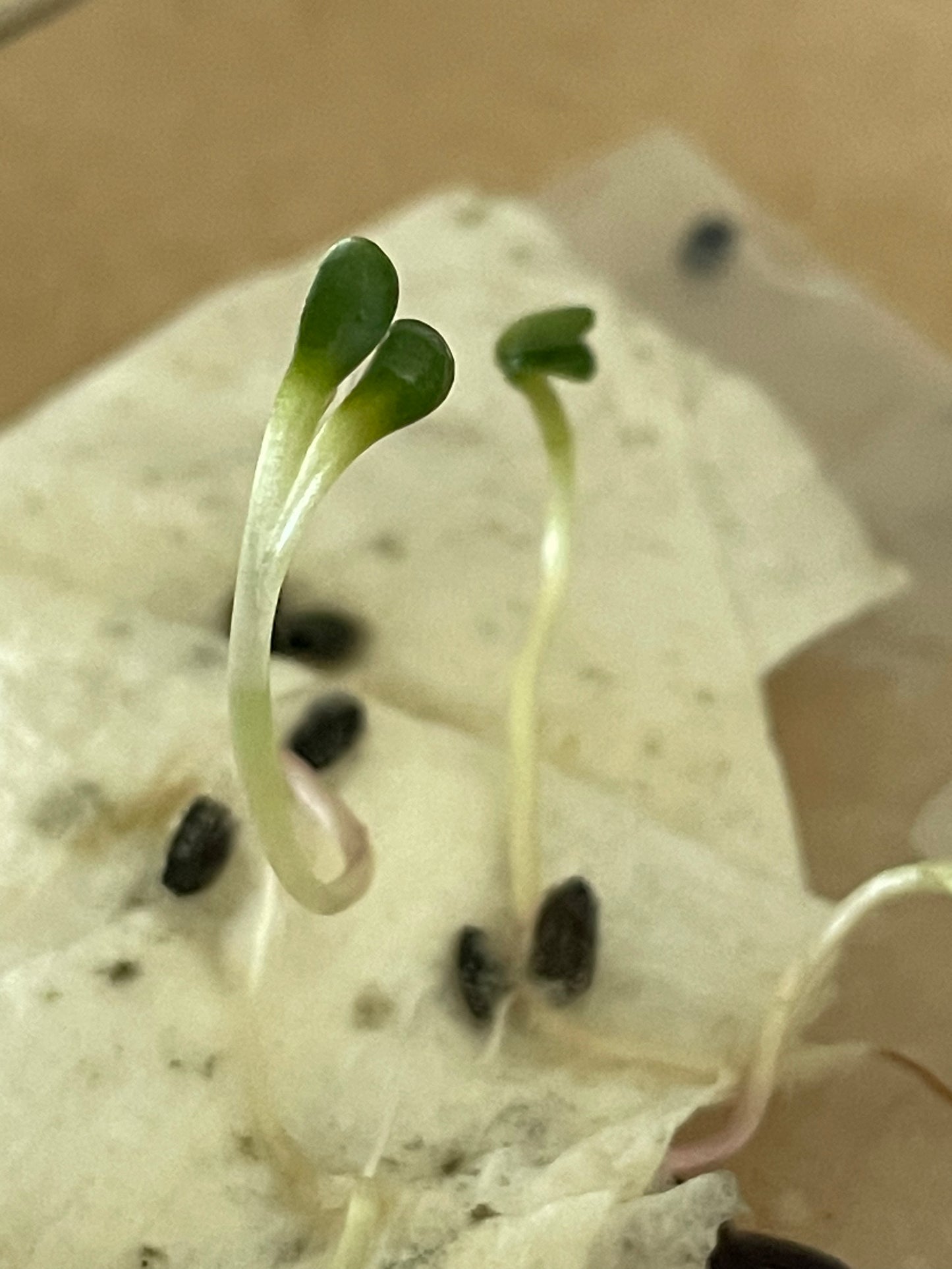 Jerusalem Artichoke Seeds