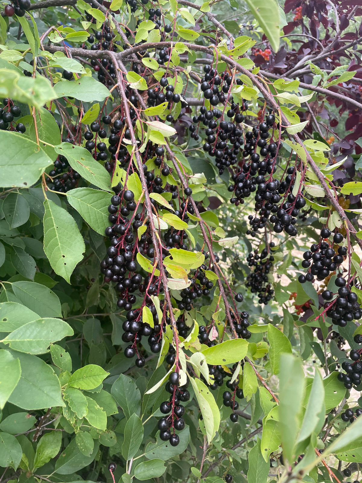 Garrington Chokecherry at Oak Summit Nursery [oak-release-20260829:IMG_1251.jpg]