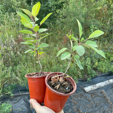 Manzano siberiano