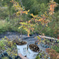 Rosier de Woods (Rosa woodsii)