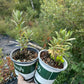 Silver Star Sea Buckthorn (Male)