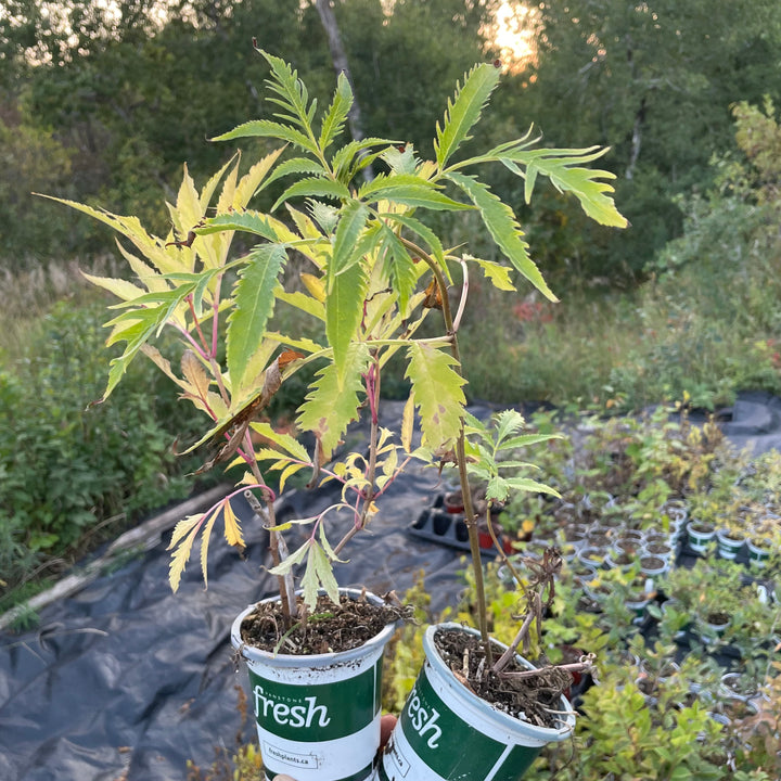 Red Elderberry (Sambucus racemosa)