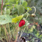 Alpine Strawberry