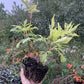 Red Elderberry (Sambucus racemosa)