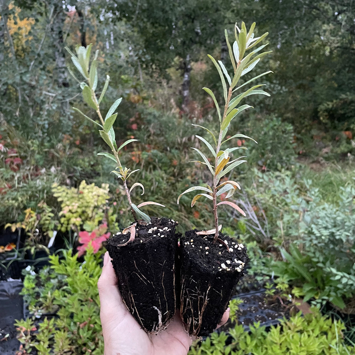 Pollmix Male Sea Buckthorn