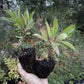 Dura Cherry Plum