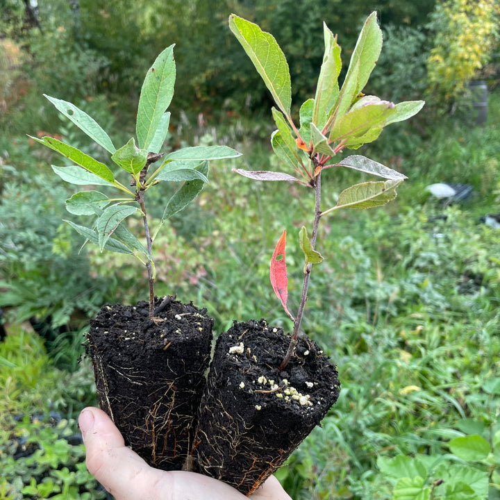 Manor Cherry Plum
