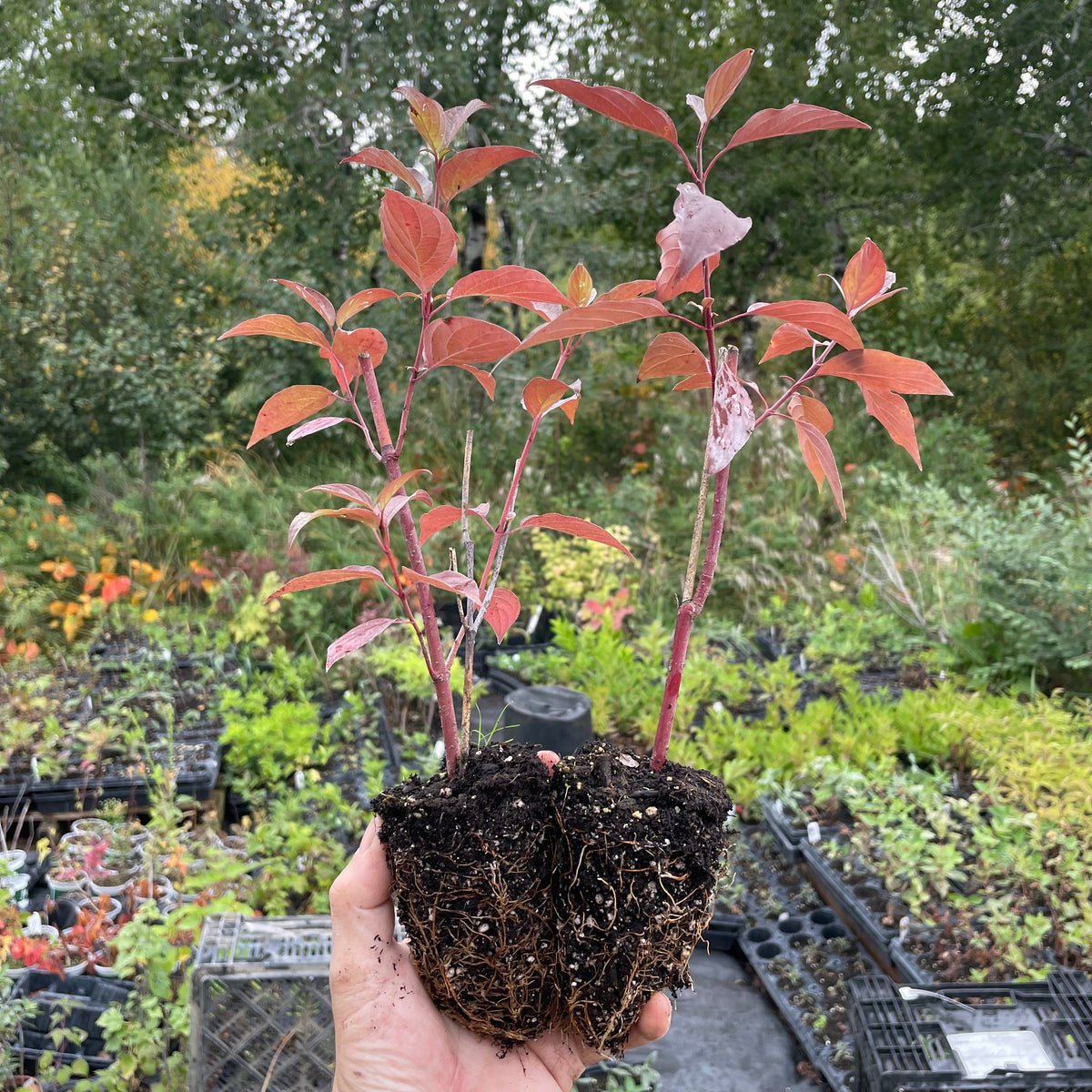 Red Osier Dogwood (Cornus sericea)
