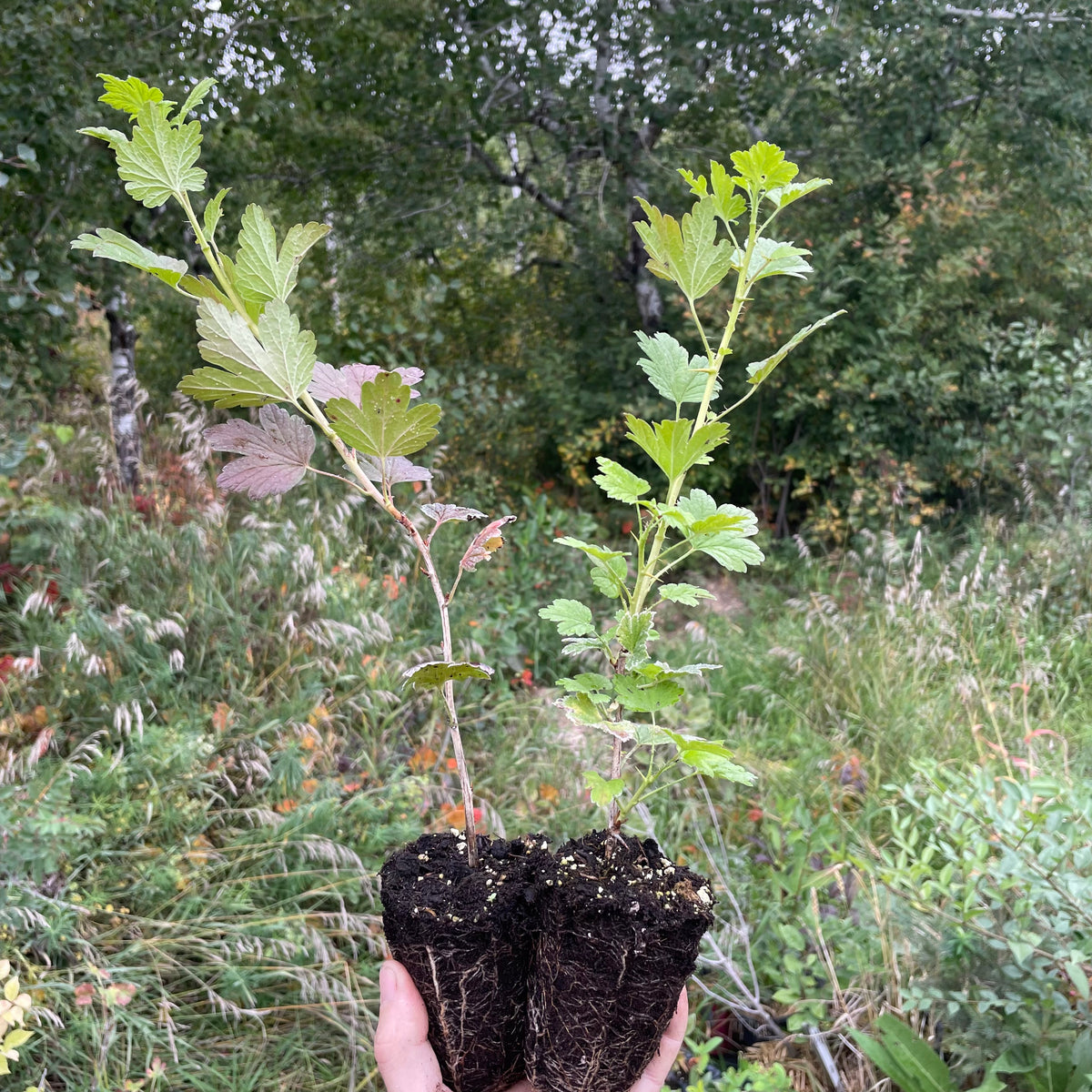 Black Velvet Gooseberry
