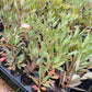 Western Sandcherry