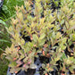 Black Nanking Cherry