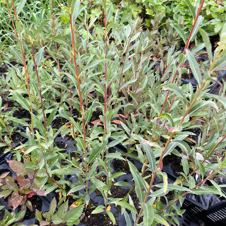 Pussy Willow