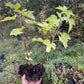 Grosella Negra Ben Sarek (Ribes nigrum 'Ben Sarek')