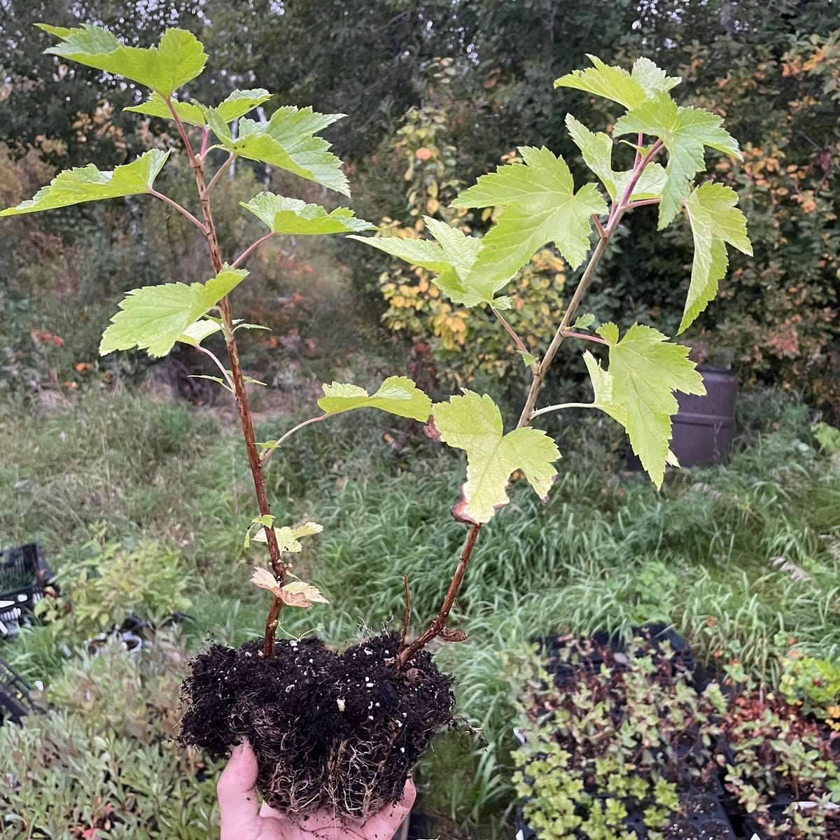 Grosella Negra Ben Sarek (Ribes nigrum 'Ben Sarek')