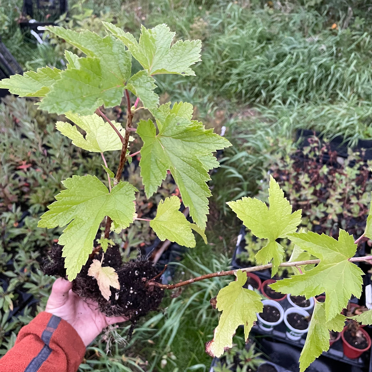 Grosella Negra Ben Sarek (Ribes nigrum 'Ben Sarek')