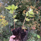 Gloire des Sablons Pink Currant