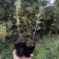 Leikora Sea Buckthorn