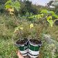 Grosella Negra Ben Sarek (Ribes nigrum 'Ben Sarek')