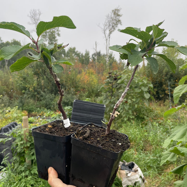 Green Gage Plum Tree