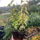 Plantas de semilla de albaricoquero de Manchuria