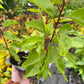 Plantas de semilla de albaricoquero de Manchuria