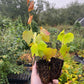 Amur Grape Seedlings